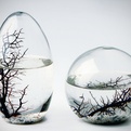 Self-sustaining-ecosphere-by-nasa-s
