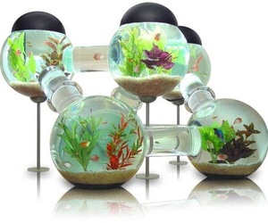 Six-room-silverfish-aquarium-m