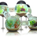 Six-room-silverfish-aquarium-s