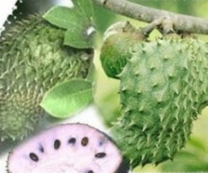 Soursop-leaves-kill-cancer-cells-m