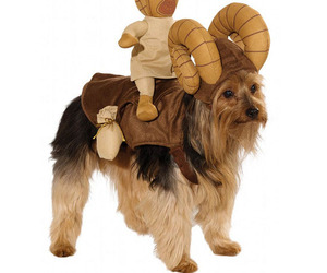 Star-wars-dog-costumes-m