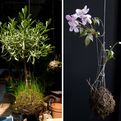 String-garden-s