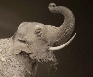 Stunning-print-ads-for-the-world-wildlife-fund-m
