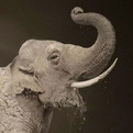Stunning-print-ads-for-the-world-wildlife-fund-s