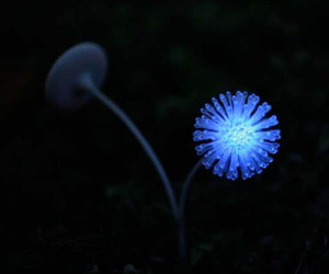 Sundew-flower-trap-by-min-kyu-choi-m