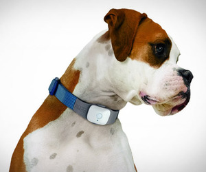 Tagg-the-pet-tracker-m