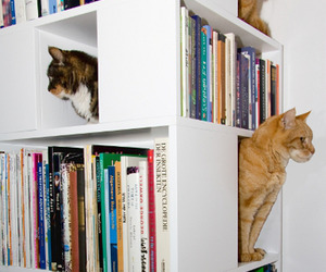 The-catcase-a-bookcase-and-a-ideal-playground-for-your-cat-m