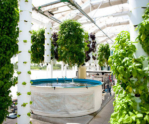 The-farm-of-the-future-aquaponics-m