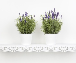 The Granny Shelf