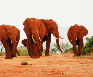 The-red-elephants-of-kenya-m