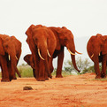 The-red-elephants-of-kenya-s