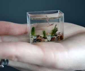 The-tiniest-aquarium-in-the-world-m