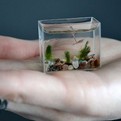 The-tiniest-aquarium-in-the-world-s