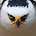 The-wild-image-project-s