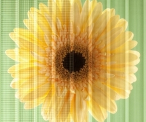 Transparent plastic solar cells fitted into windows