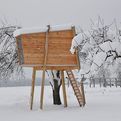 Tree-cum-playhouse-for-children-s