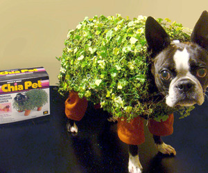 Turn-your-dog-into-a-chia-pet-for-halloween-m