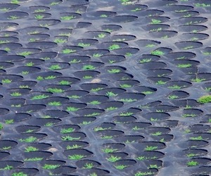 Vineyards-of-lanzarote-spain-2-m