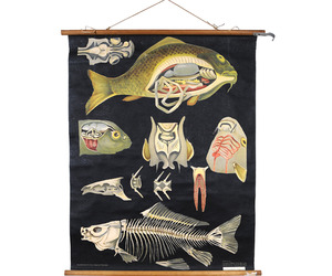 Vintage-jung-koch-quintell-german-science-fish-poster-m
