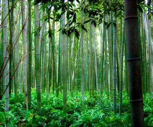 What-can-bamboo-do-about-co2-m