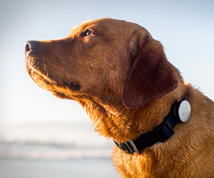Whistle-dog-activity-monitor-m