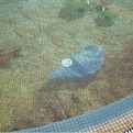 Wide-format-images-in-pools-glass-mosaic-2-s