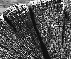 Woodbank - a source for reclaimed, salvage and FSC certified green wood products