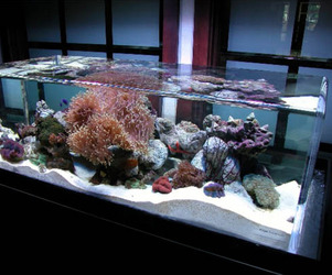 Zeroedge-aquariums-m