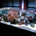 Zeroedge-aquariums-s