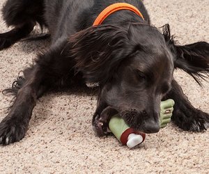 Zombie-foot-dog-toy-m