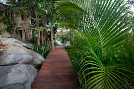 Symbio-PalmWalk.jpg