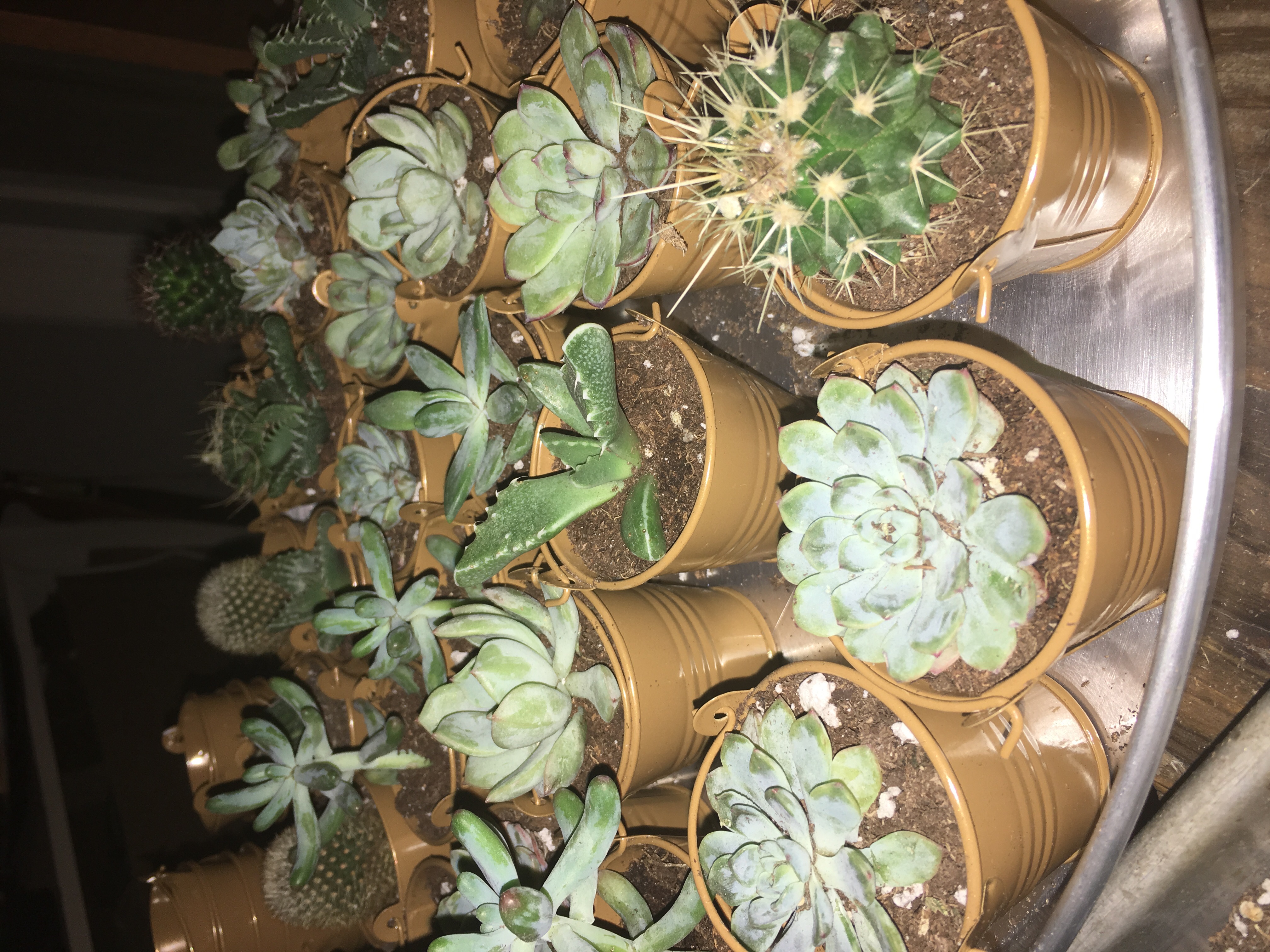 2" Succulent & Cactus Mix Succulents for Sale Bulk Succulent Wedding