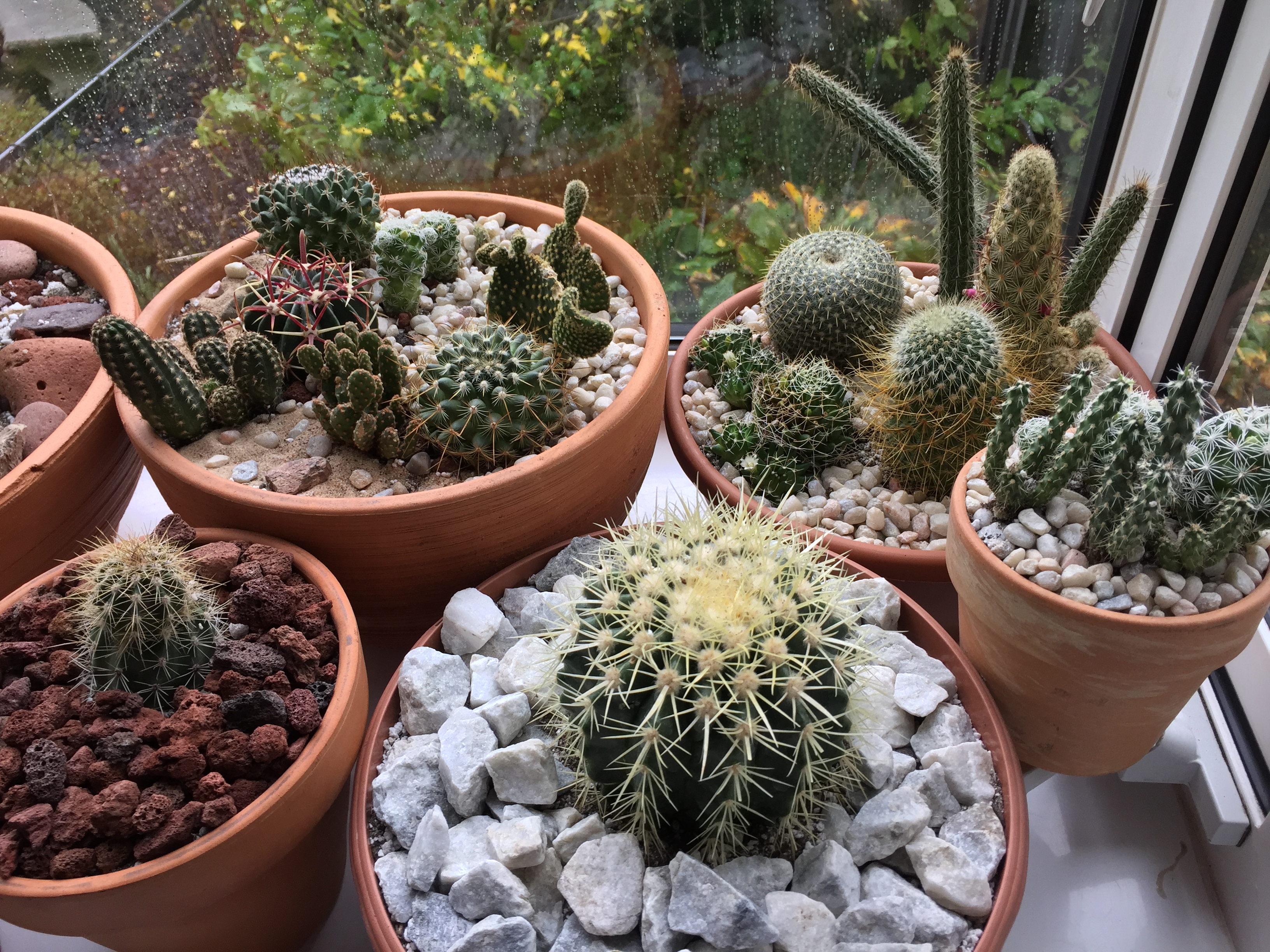 Barrel Cactus in 6" plastic container Succulents for Sale Bulk