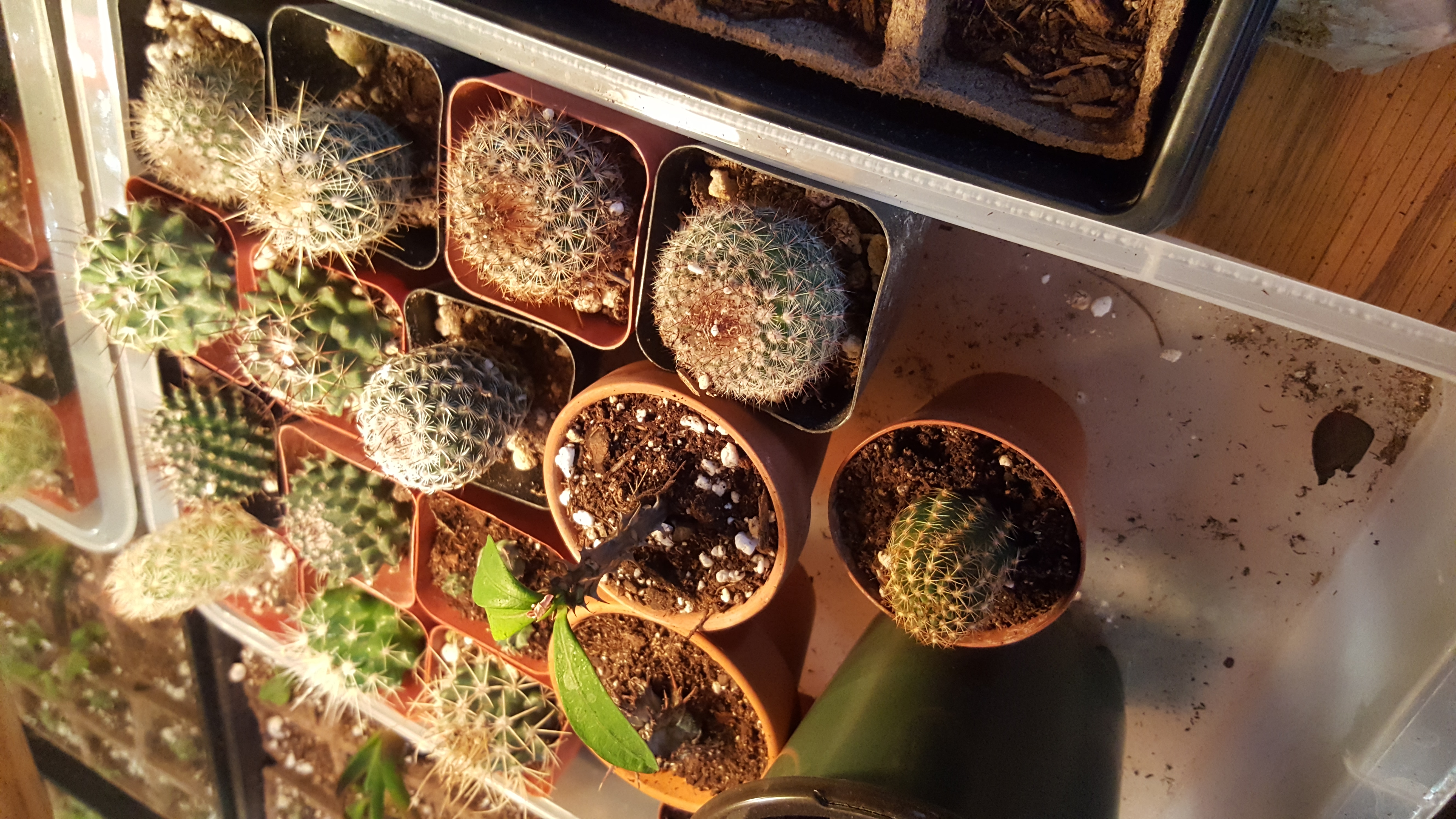 2" Assorted Cactus Succulents for Sale Bulk Succulent Wedding Favors