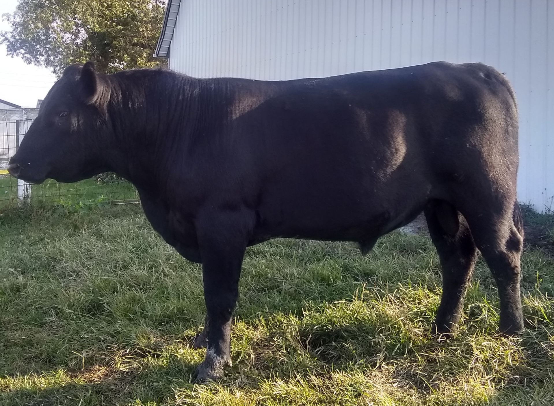 Green City Livestock Marketing, LLC Homepage