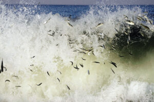 Striped bass in the surf
