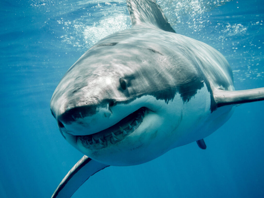 JAWS Great White