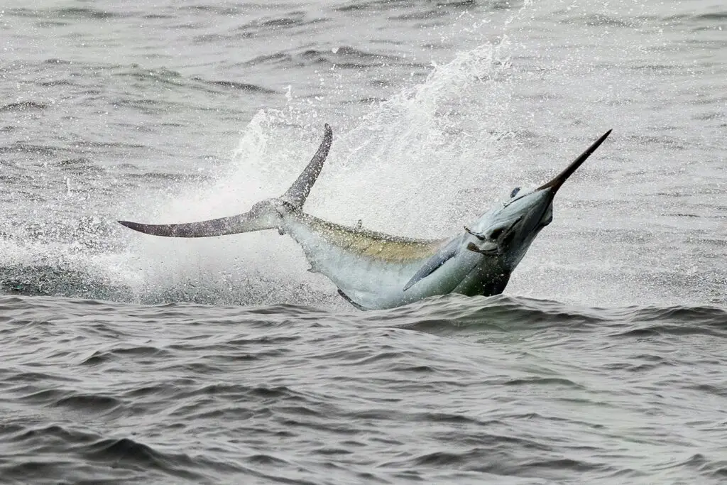 Virginia Beach Billfish Tournament Blue Marlin