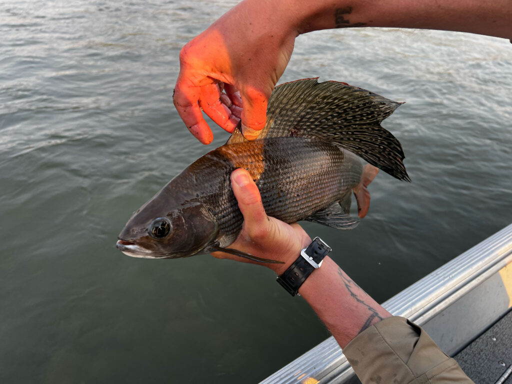 Arctic Grayling world record