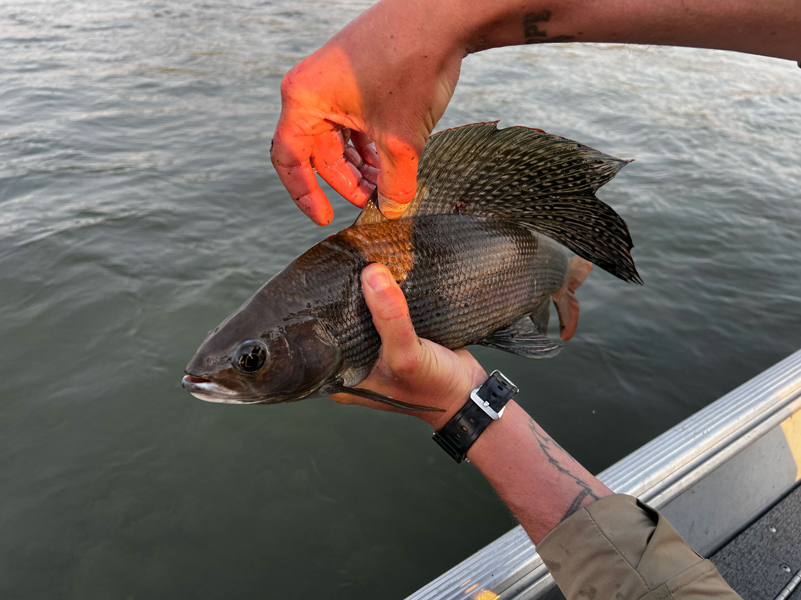 Arctic Grayling world record