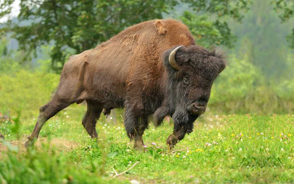 bison