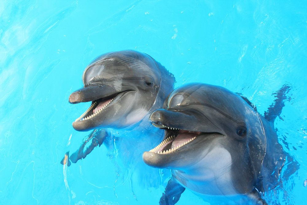 dolphins