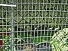 Cotorras Quakers