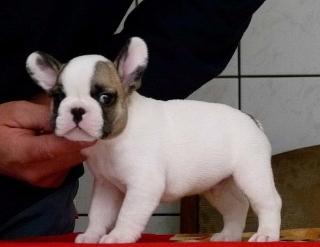 Regalo Minibulldog - Bulldog Frances Espectaculares