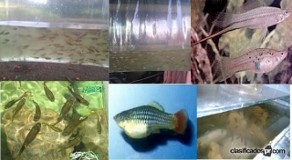 PECES GUPPYS Y PECES ESPADA