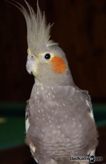 Cokatiel