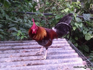 Pollos Finos