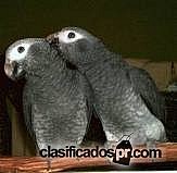 African Grey Parrots