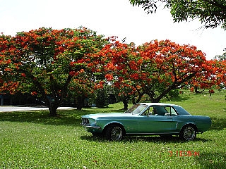Mustang 1968