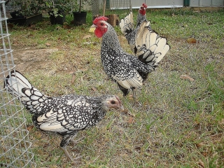 Silver Sebright